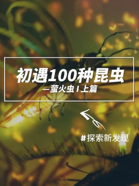 什么虫子会发光_萤火虫发光原理