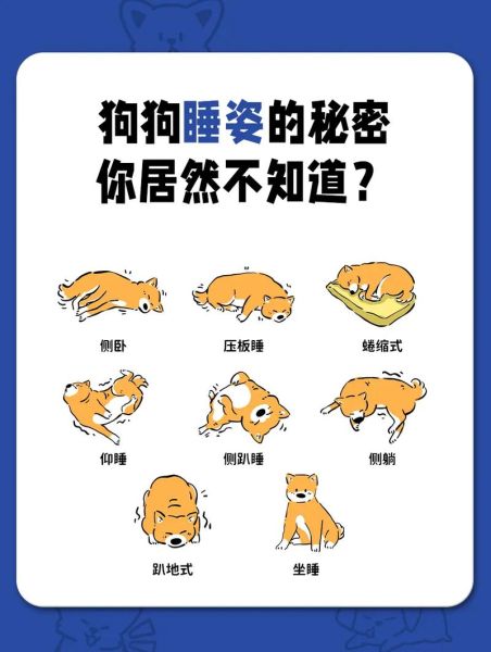 宠物睡觉姿势代表什么_狗狗睡觉打呼正常吗