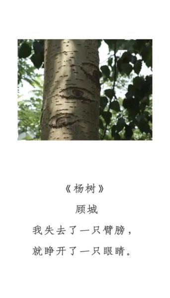 一杨树怎么读_一杨树是成语吗
