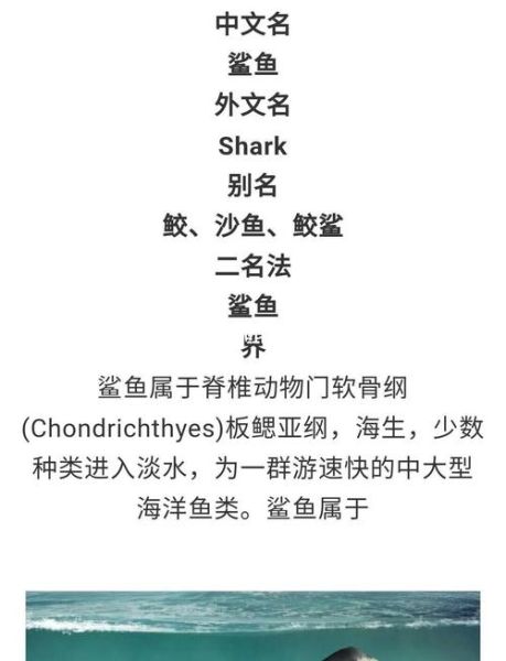 有鲨的词语有哪些_有鲨的词语怎么造句