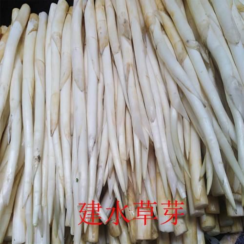 草牙是什么_草牙的功效与作用