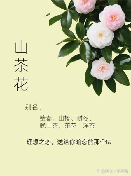 茶花美妙词语有哪些_如何描写茶花
