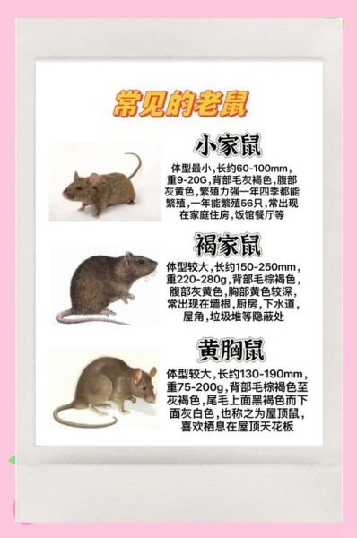 老鼠是害虫吗_老鼠有什么优点