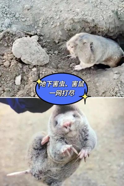 老鼠是害虫吗_老鼠有什么优点