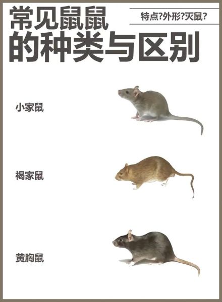 老鼠是害虫吗_老鼠有什么优点