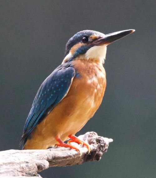 翠乌是什么鸟_翠乌和翠鸟区别