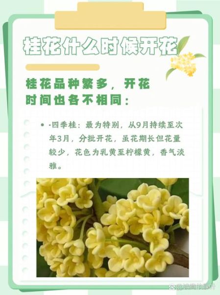 桂树什么时候开花_桂树花香能持续多久