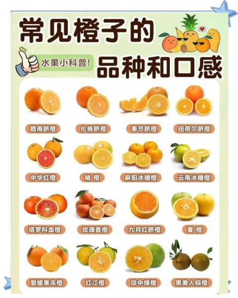 橙子吃多了会上火吗_橙子一天吃几个最好