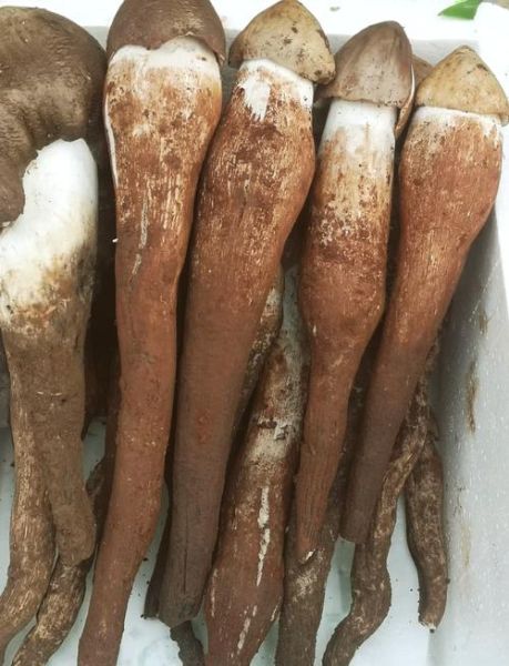 鸡枞菌怎么做好吃_鸡枞菌的做法大全