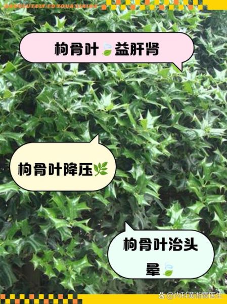 什么树叶可以泡水喝_哪些树叶泡茶最健康
