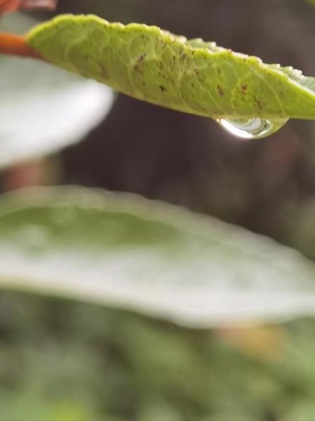 雨珠是什么意思_雨珠的形成原理