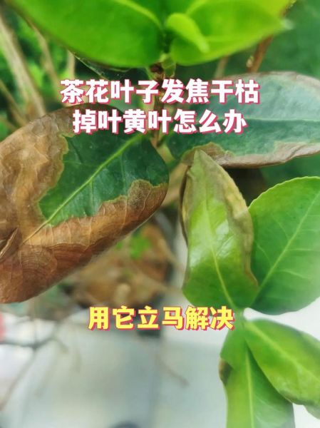 枯萎的植物怎么救活_叶子发黄枯萎是什么原因