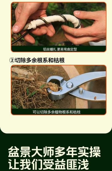 树根怎么修剪_树根修剪用什么工具