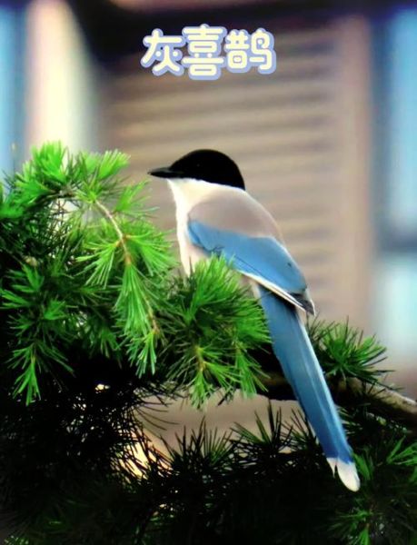 喜鹊代表什么_喜鹊象征的吉祥含义