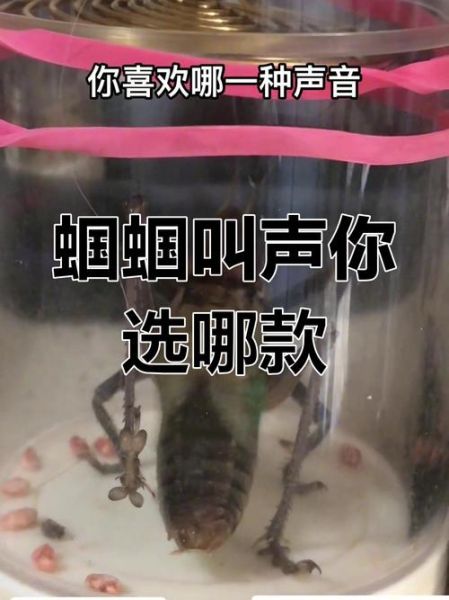 蝈蝈的叫声词语有哪些_如何区分不同蝈蝈的鸣声 蝈蝈的叫声词语有哪些_如何区分不同蝈蝈的鸣声