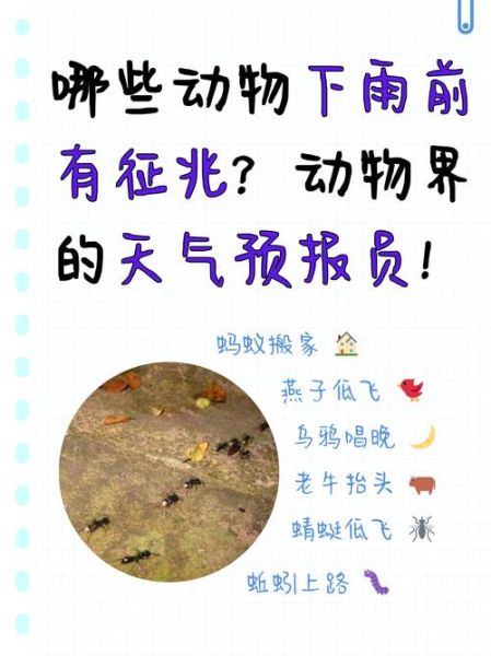 雨前天空有什么变化_下雨前动物行为有哪些 雨前天空有什么变化_下雨前动物行为有哪些