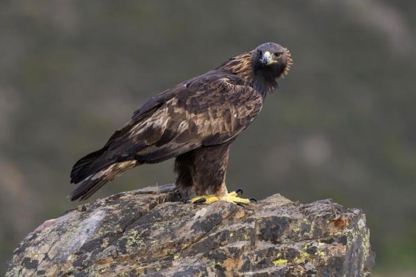 金雕能飞多高_金雕和鹰的区别 金雕能飞多高_金雕和鹰的区别