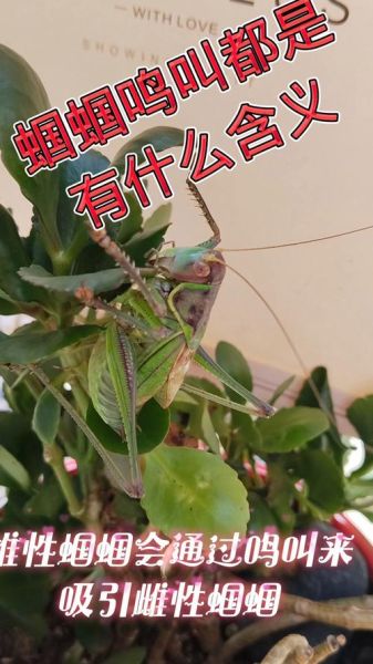 蝈蝈什么时候叫_蝈蝈为什么晚上叫 蝈蝈什么时候叫_蝈蝈为什么晚上叫