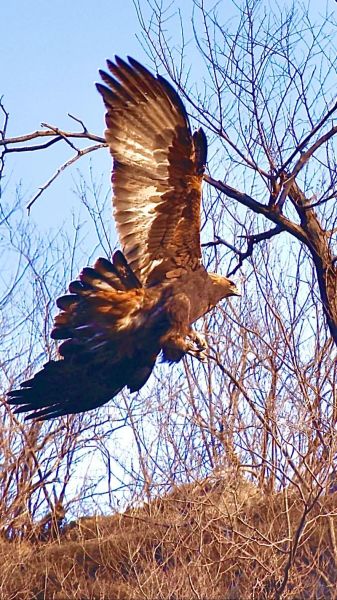 金雕能飞多高_金雕和鹰的区别