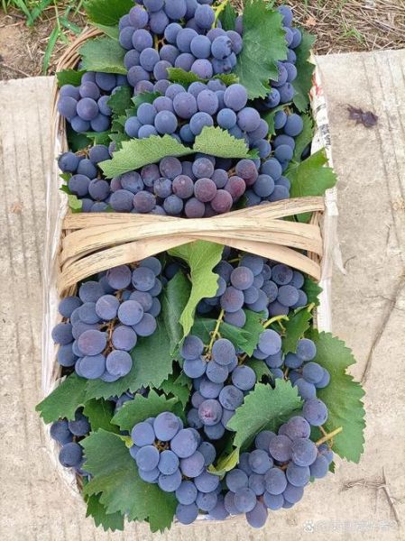 葡萄色配什么颜色好看_葡萄色显白还是显黑