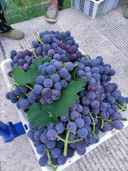 葡萄色配什么颜色好看_葡萄色显白还是显黑