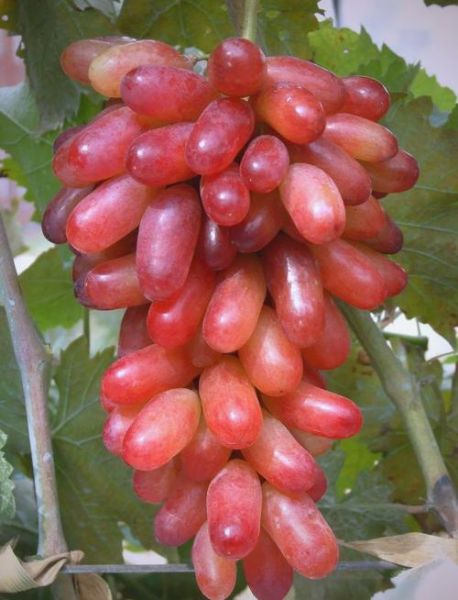 葡萄色配什么颜色好看_葡萄色显白还是显黑