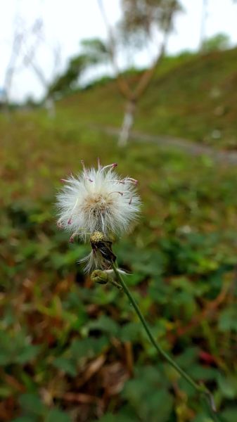 索尼手机拍照怎么样_索尼手机值得买吗