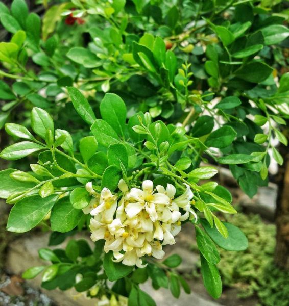 飘香四溢是什么意思_如何让家中持久飘香