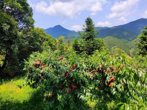 高山果园适合种什么果树_高山果园如何管理