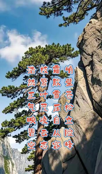 青松的象征意义_如何描写青松的挺拔