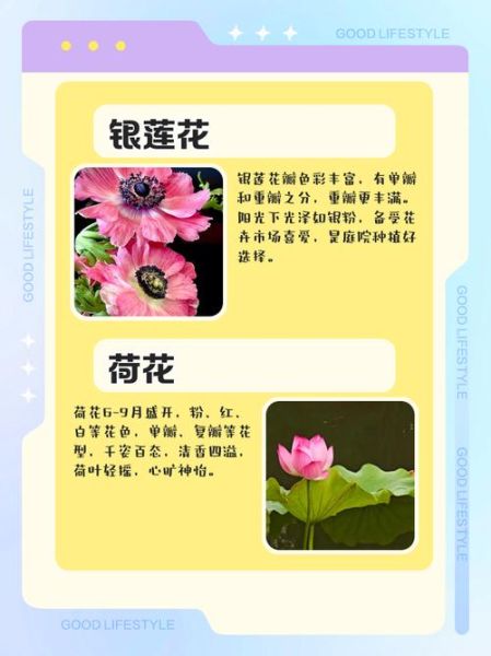 花儿为什么这样美_花儿美的词语有哪些
