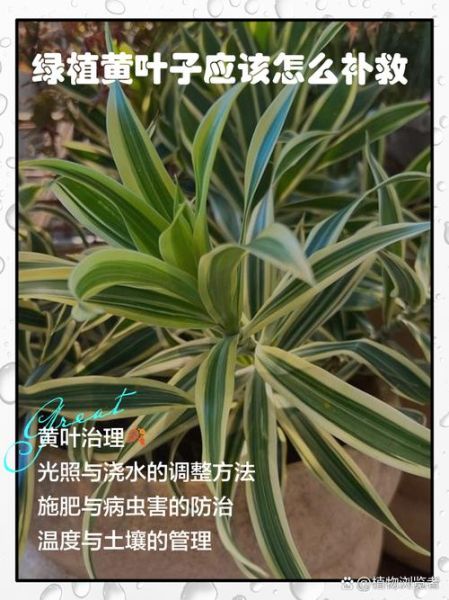 植物叶子发黄怎么办_植物叶子卷曲是什么原因