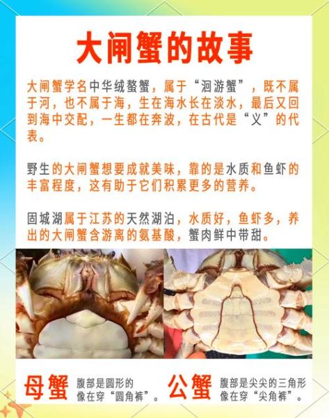 螃蟹用什么词语_如何描写螃蟹的生动细节