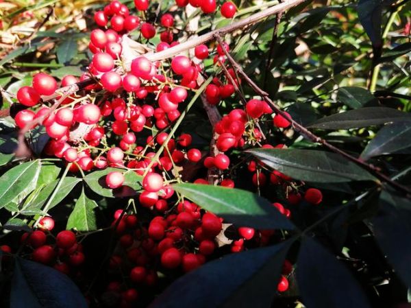 红扑扑颜色代表什么_红扑扑颜色搭配技巧