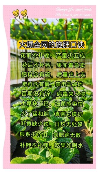 农民如何科学施肥_农民种什么最赚钱