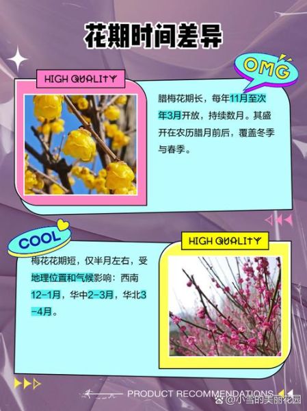 腊梅什么时候开花_腊梅与梅花的区别