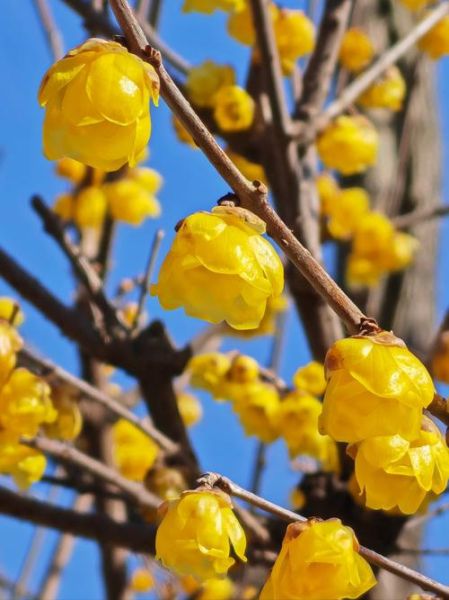 腊梅什么时候开花_腊梅与梅花的区别