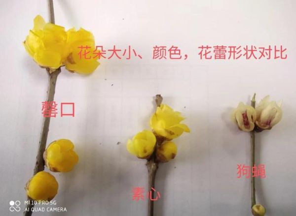 腊梅什么时候开花_腊梅与梅花的区别