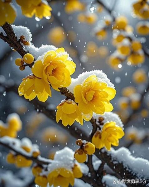 雪中腊梅怎么描写_雪中腊梅好词语有哪些