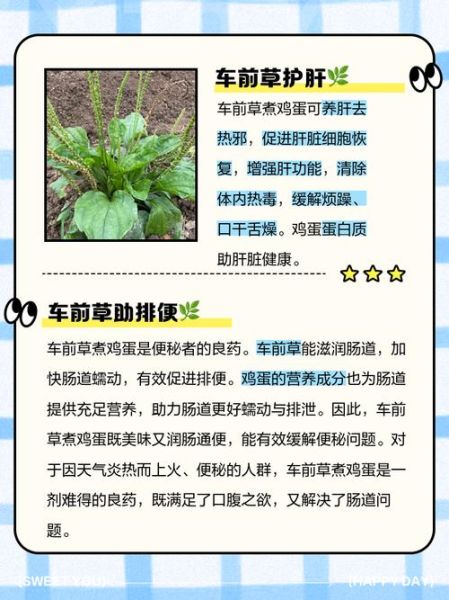 车前草怎么煮水喝_车前草煲汤做法大全
