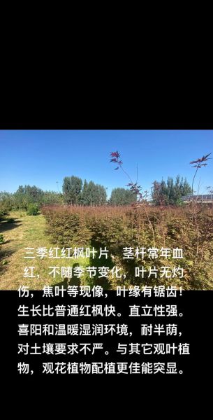 秋天枫叶为什么变红_最佳观赏时间