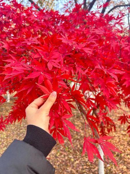 秋天枫叶为什么变红_最佳观赏时间