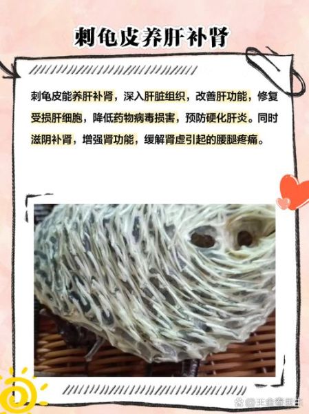 刺龟皮煲汤做法大全_刺龟皮煲汤有什么功效