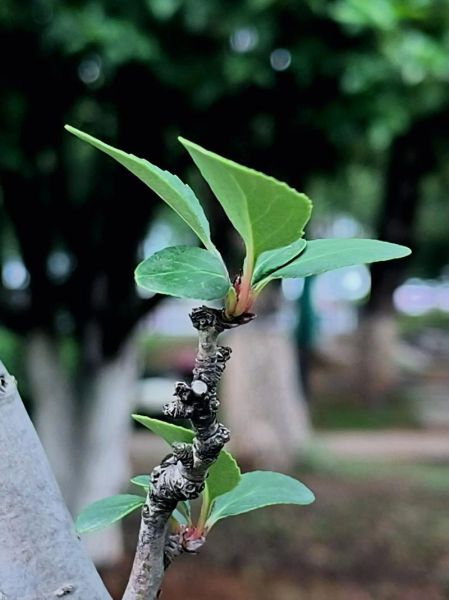 树叶为什么春天会变绿_春天树叶生长过程