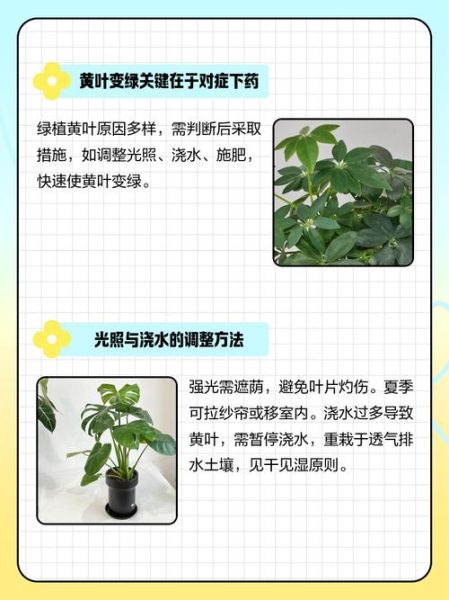 树叶为什么春天会变绿_春天树叶生长过程