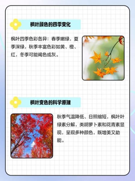 枫叶颜色怎么形容_枫叶颜色词语有哪些