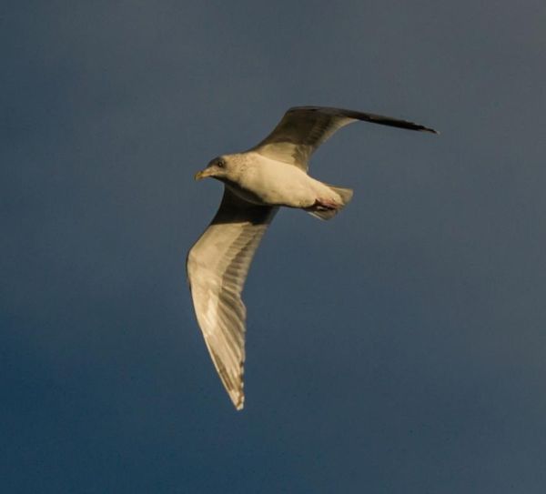 小鸟飞得高不高_小鸟飞得远不远