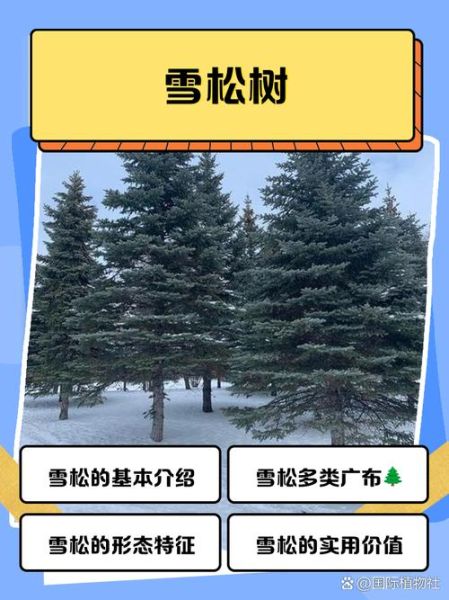 雪松的美景词语有哪些_雪松怎么描写才生动