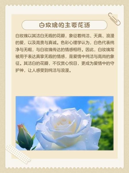 白花为什么好看_白花怎么形容才动人