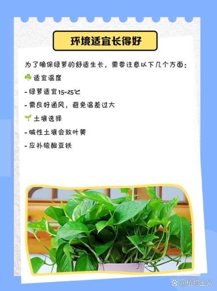 绿萝怎么养才能更旺盛_绿萝叶子发黄怎么办